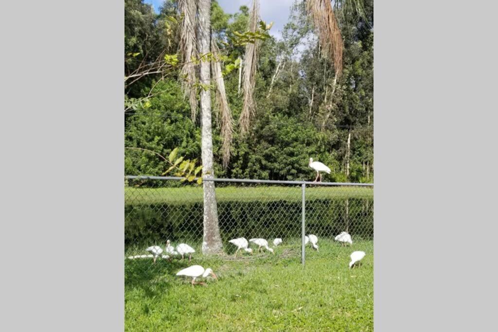 Bonita Oasis Villa Bonita Springs Bagian luar foto