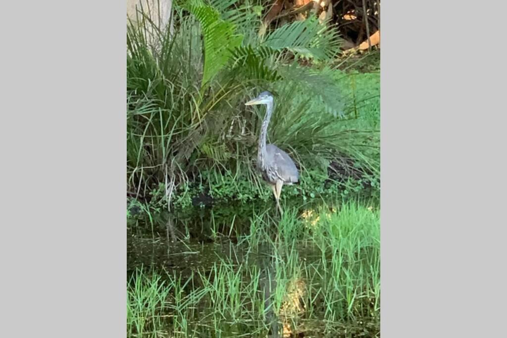 Bonita Oasis Villa Bonita Springs Bagian luar foto